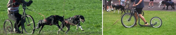 Dogscooter
