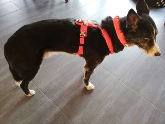 Non-stop Half Harness, Führgeschirr 