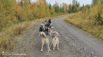 Gästeerlebnisfahrten mit Schlittenhunden 