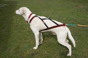 X-Back-Geschirr von KX 6