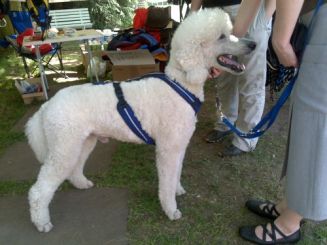 Führ- und Zuggeschirr Safety blau M