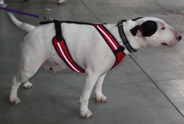 Führ- und Zuggeschirr Safety rot M