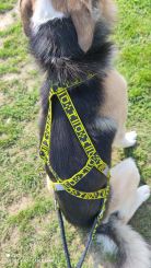 Wheeler-Zuggeschirr, Dog howling Alaska Wheel 